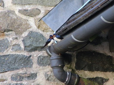 Shelve Holidays - Cranberry Cottage - 7